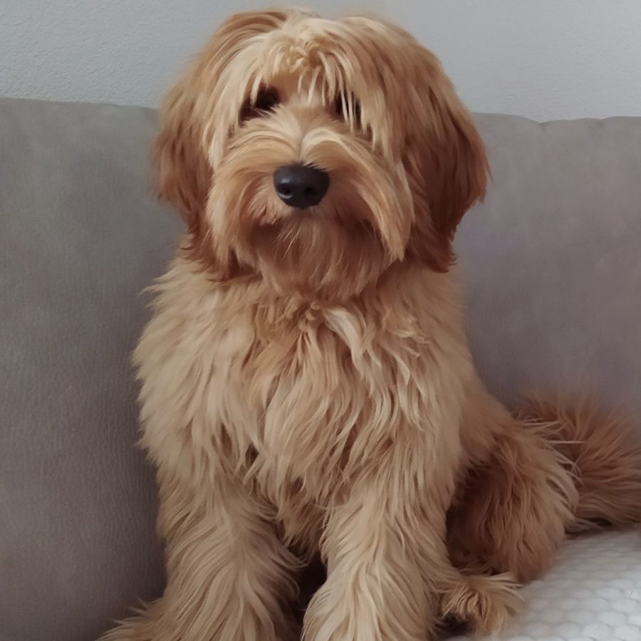 Australian Labradoodle - Jessica - sweetdogald-sk.com