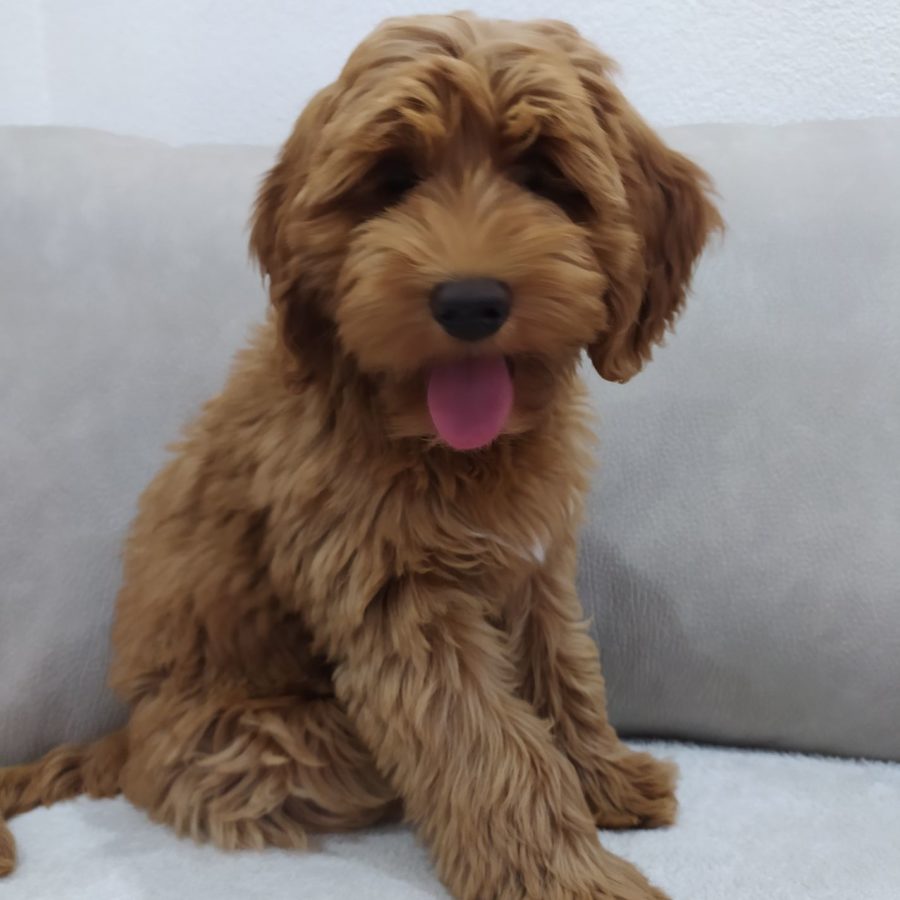 Australian Labradoodle - Wendy - sweetdogald-sk.com