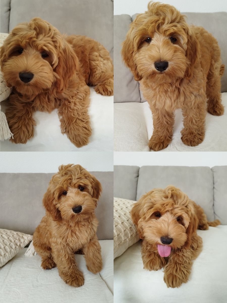 Australian Labradoodle - Bony - sweetdogald-sk.com