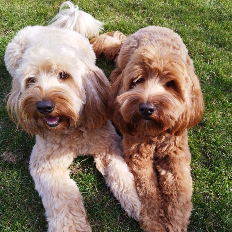 Australian Labradoodle - Jessica a Wendy - sweetdogald-sk.com