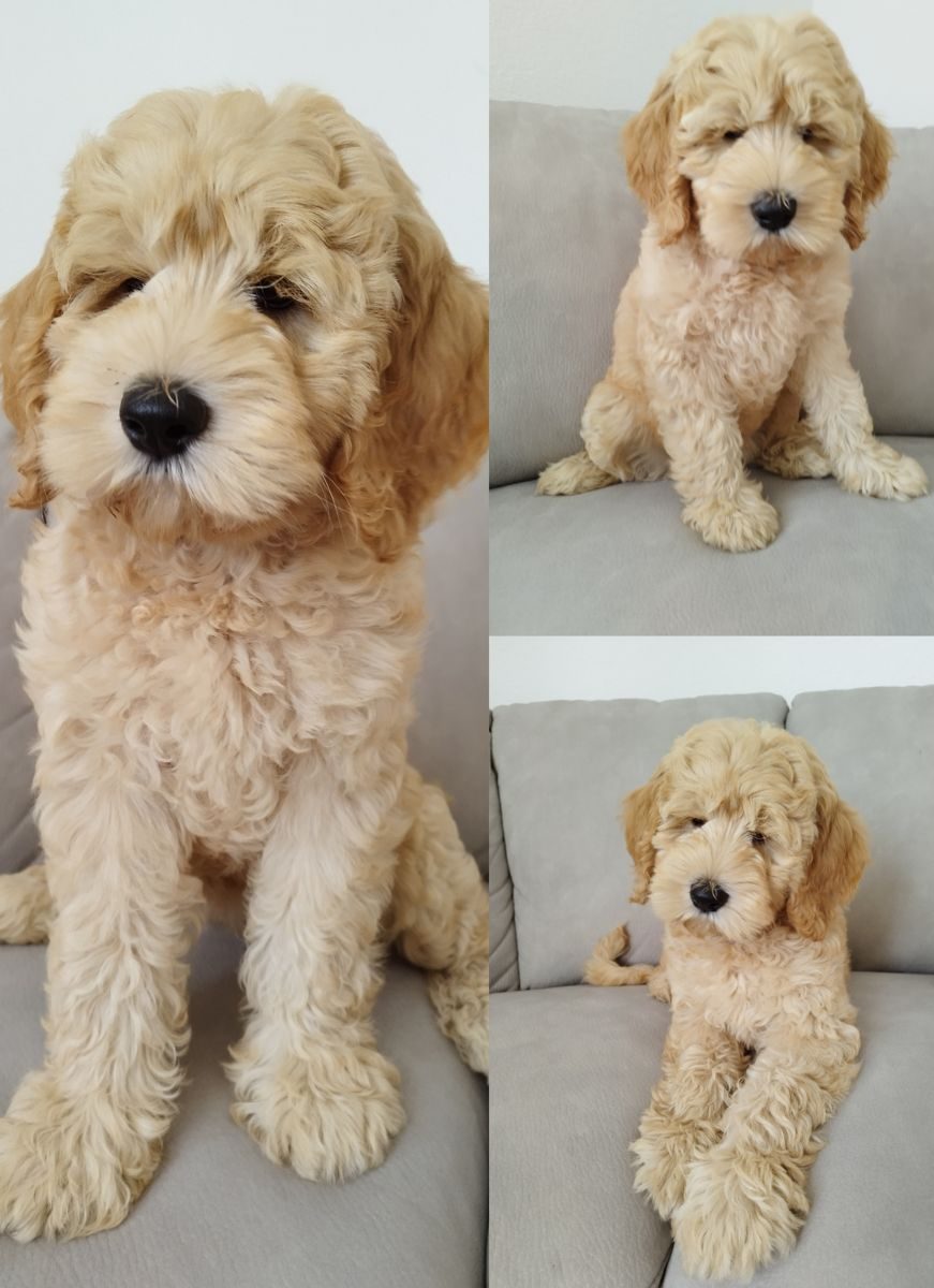 Australian Labradoodle - Keyssi - sweetdogald-sk.com