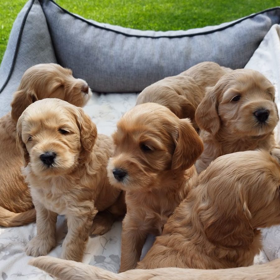 Puppies - Wendy - sweetdogald-sk.com