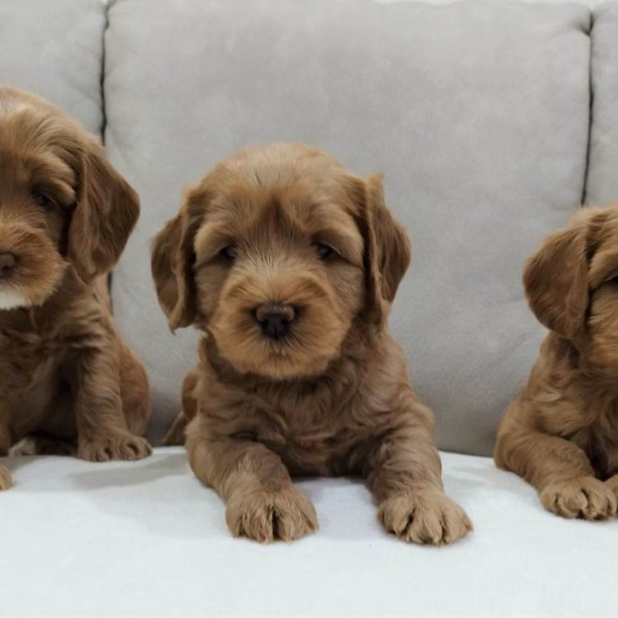 Puppies - Wendy - sweetdogald-sk.com