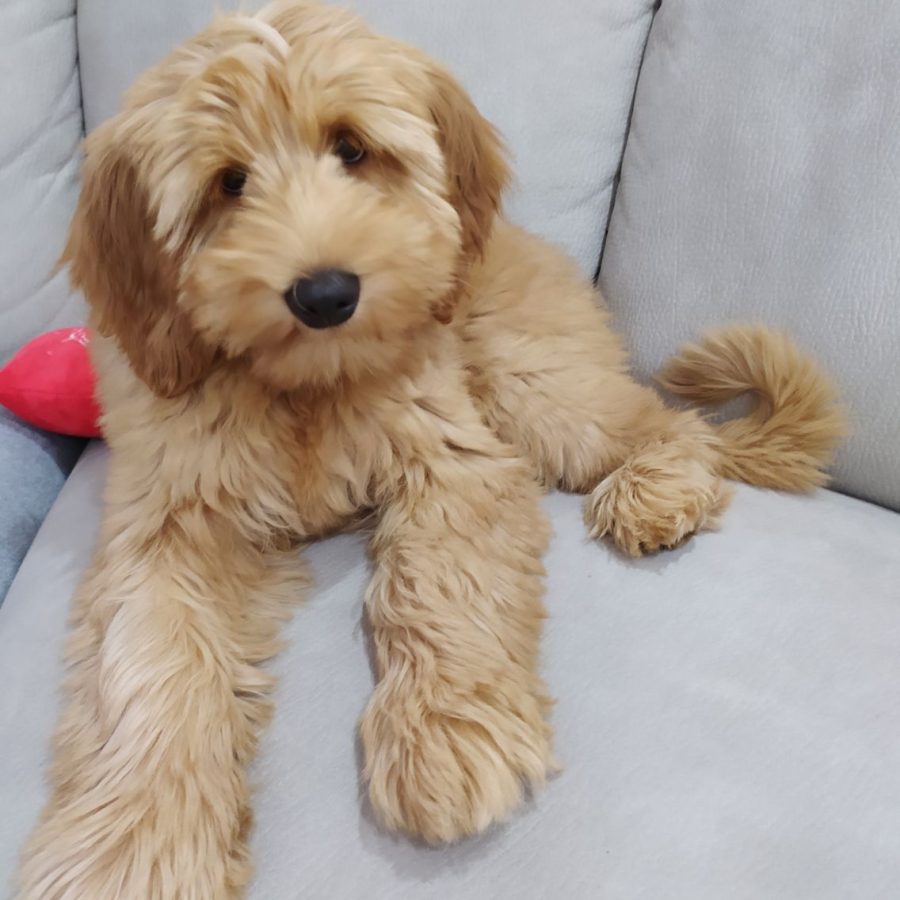 Australian Labradoodle - sweetdogald-sk.com