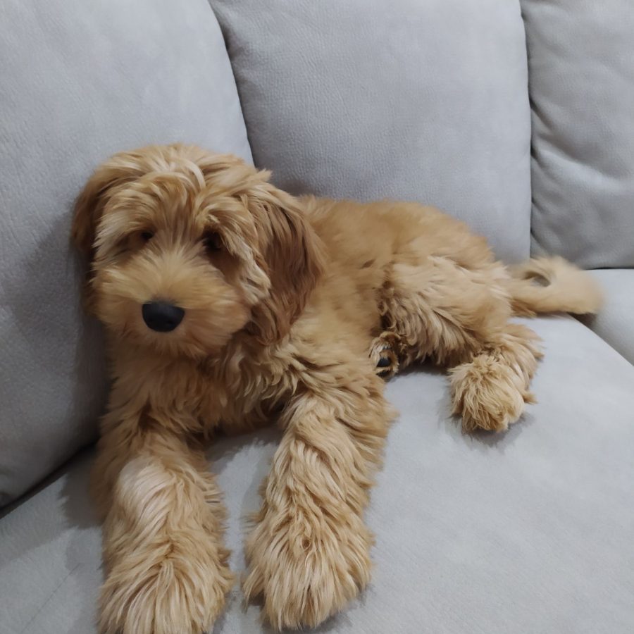 Australian Labradoodle - sweetdogald-sk.com