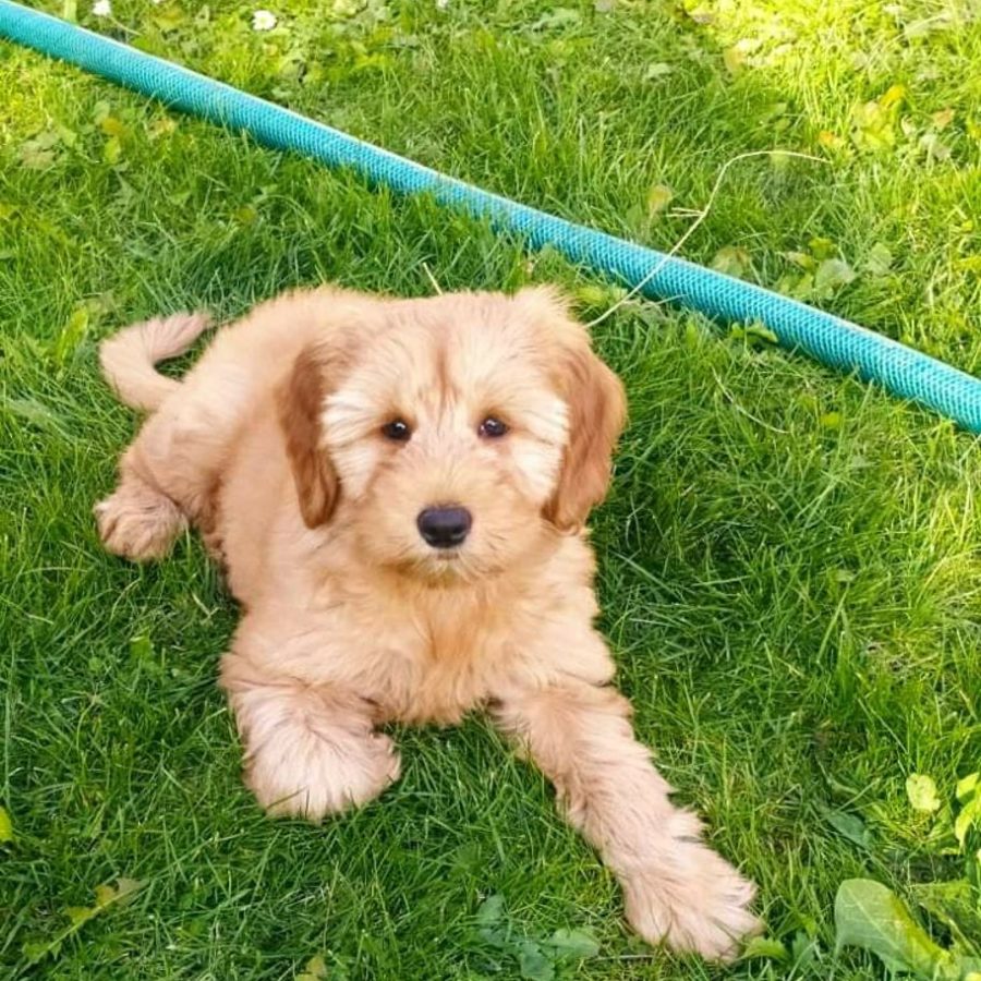 Australian Labradoodle - sweetdogald-sk.com