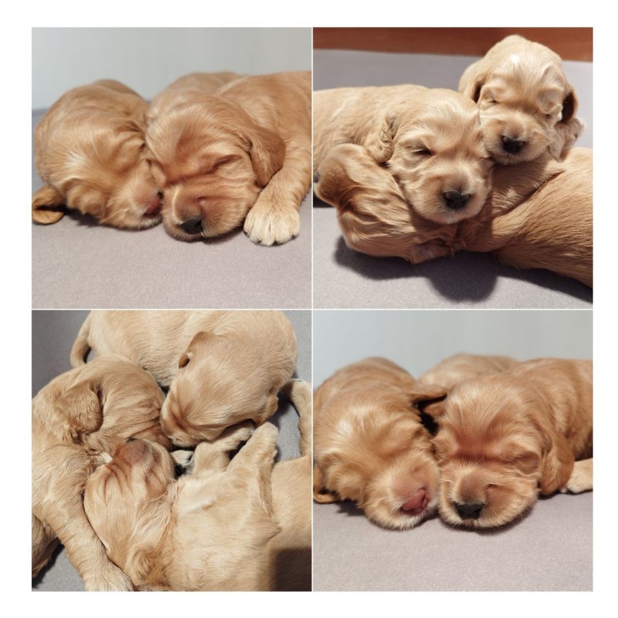 Puppies - Jessica - sweetdogald-sk.com