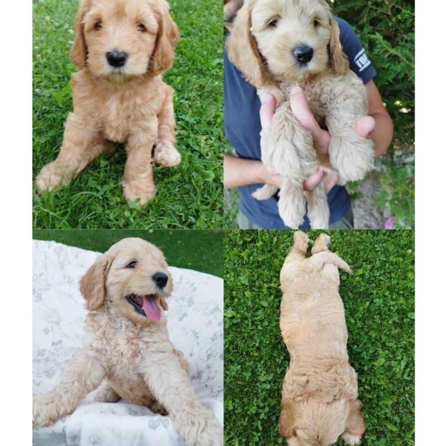 Puppies - Jessica - sweetdogald-sk.com