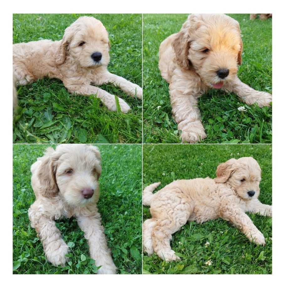 Puppies - Jessica - sweetdogald-sk.com